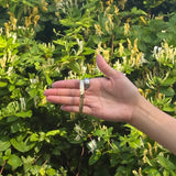 Small Bangle (*)